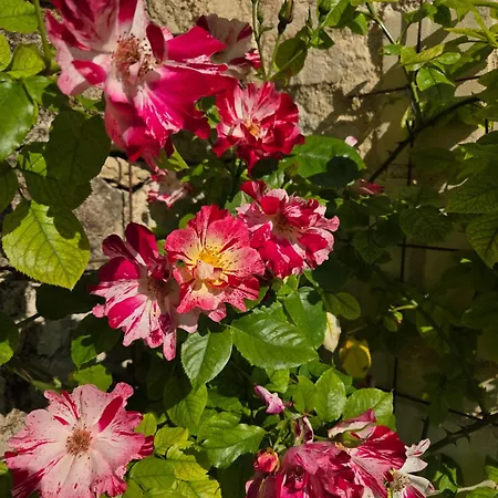 Au Pied Du Lavoir Odile * Grezille