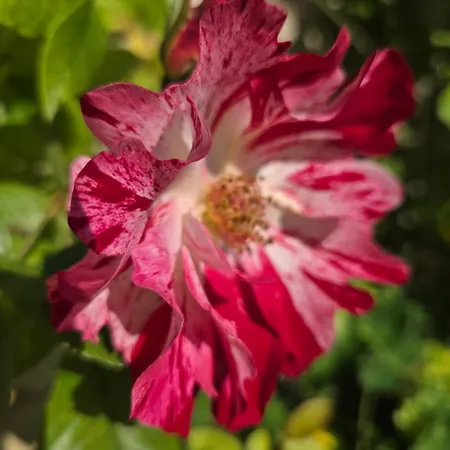 Au Pied Du Lavoir Odile Bed & Breakfast Grezille